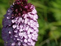 46_Orchis pourpre_1